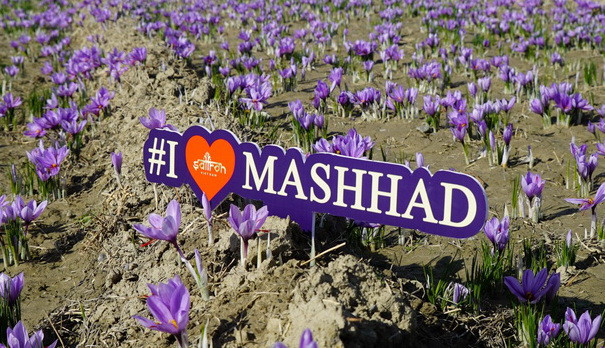 Những loại hoa thảo dược có lợi cho sức khỏe, giúp phòng nhiều bệnh ảnh 6