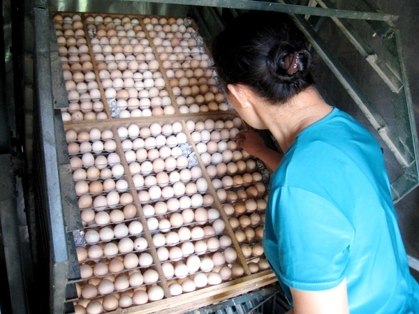 Bác bỏ tin đồn thất thiệt về trứng gà bị tiêm máu có chứa HIV ảnh 1
