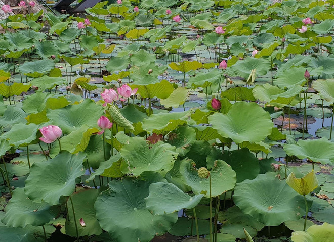 'Người thuyền trưởng táo bạo' của bệnh viện đa khoa tuyến huyện ảnh 5