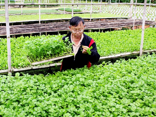 Bộ Y tế phát động chiến dịch tuần lễ dinh dưỡng và phát triển ảnh 1