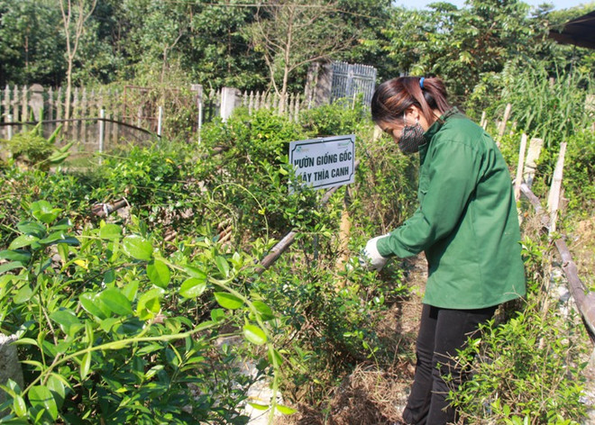 Phát triển kinh tế dược liệu: “Kho báu” khởi đầu từ cộng đồng ảnh 2