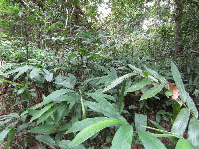 Phát triển kinh tế dược liệu: “Kho báu” khởi đầu từ cộng đồng ảnh 1