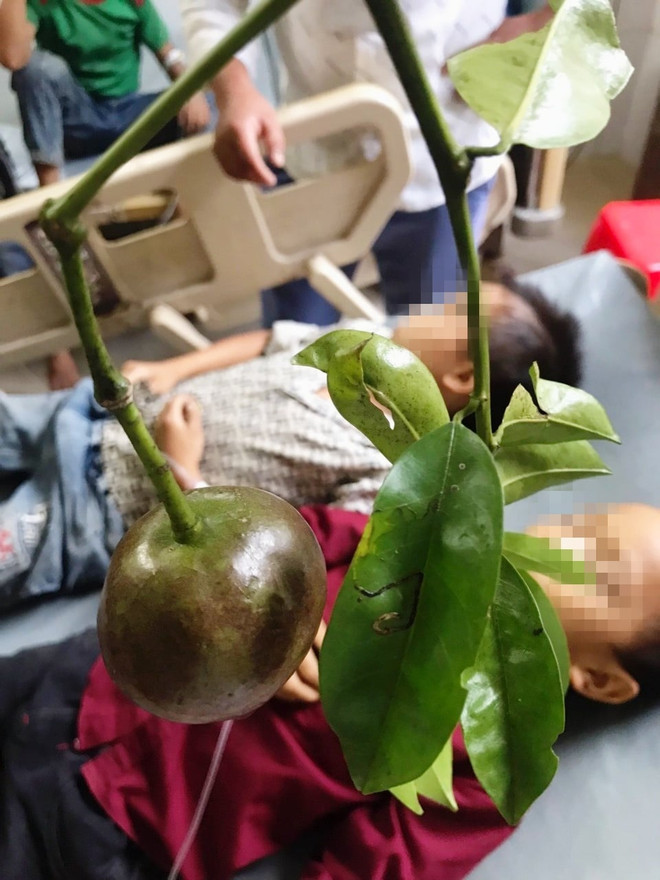 Trẻ bị ngộ độc do ăn quả hồng châu: Cách xử trí kịp thời ảnh 2