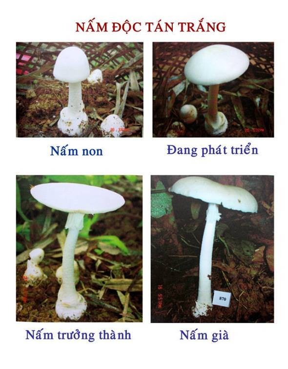 Tế bào gan bị phá hủy khủng khiếp như thế nào khi ăn phải nấm độc? ảnh 2