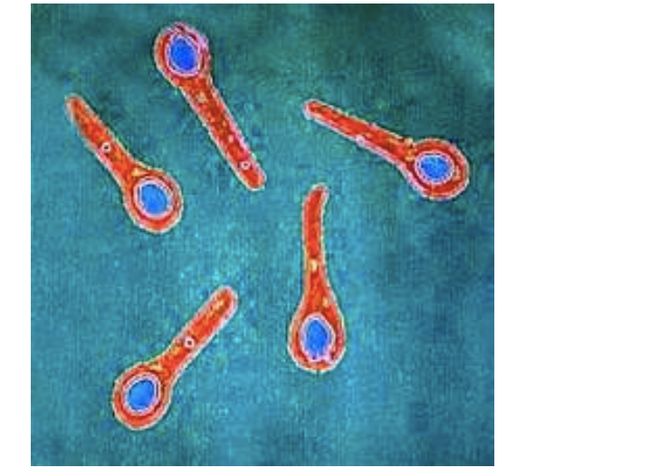 Một người đàn ông mắc uốn ván phải thở máy do tự cắt trĩ tại nhà ảnh 2