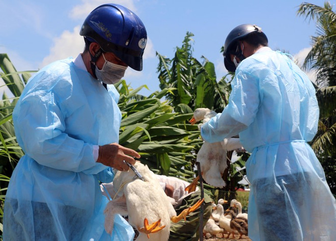 Bộ Y tế: Không chủ quan trước nguy cơ xảy ra dịch cúm gia cầm ảnh 1