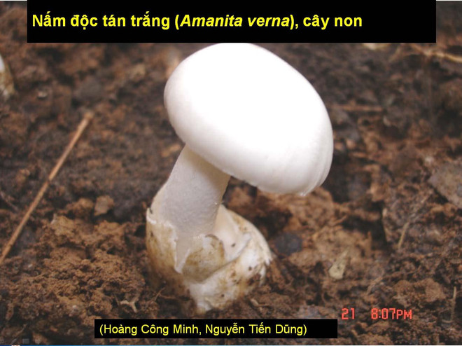 Sơn La: Chồng chết, vợ con nguy kịch do ăn nấm trắng hái trong rừng ảnh 1