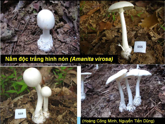 Sơn La: Chồng chết, vợ con nguy kịch do ăn nấm trắng hái trong rừng ảnh 2