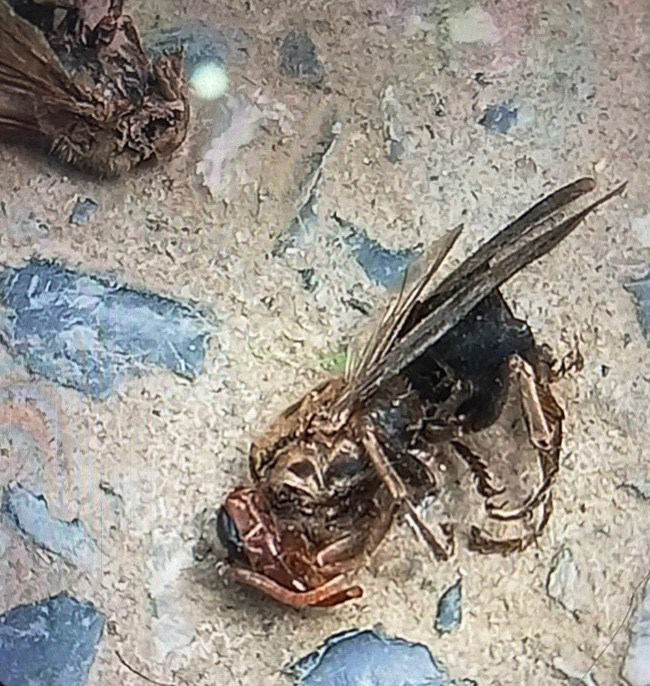 Cảnh báo nhiều trẻ nhập viện trong tình trạng nặng vì bị ong đốt ảnh 2