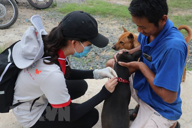Cả nước ghi nhận 64 ca tử vong do bệnh dại từ đầu năm tới nay ảnh 1