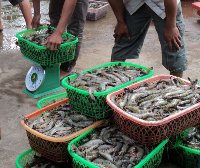 Tiếp tục lấy mẫu hải sản tầng đáy trong vòng 20 hải lý để xét nghiệm ảnh 1