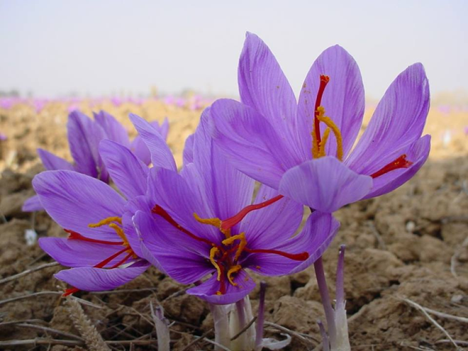 Hoa nghệ tây. (Nguồn: Saffron Việt Nam) Saffron – “Vàng đỏ” làm đẹp của Iran chính thức phân phối ở Việt Nam ảnh 1