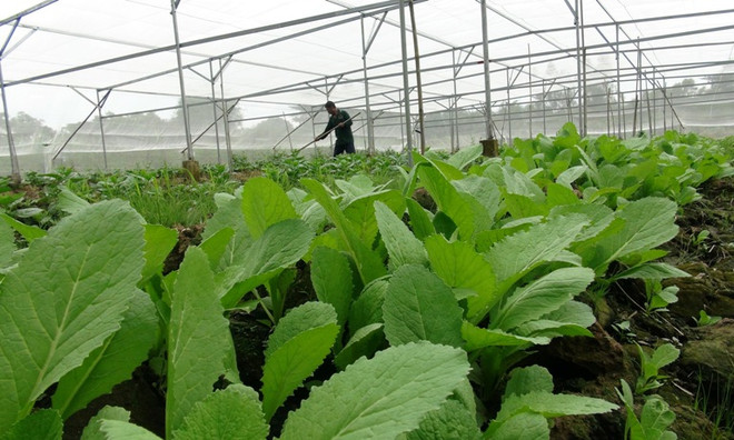 Rau có tần suất tồn dư hóa chất cao nhất trong các nông sản ảnh 1