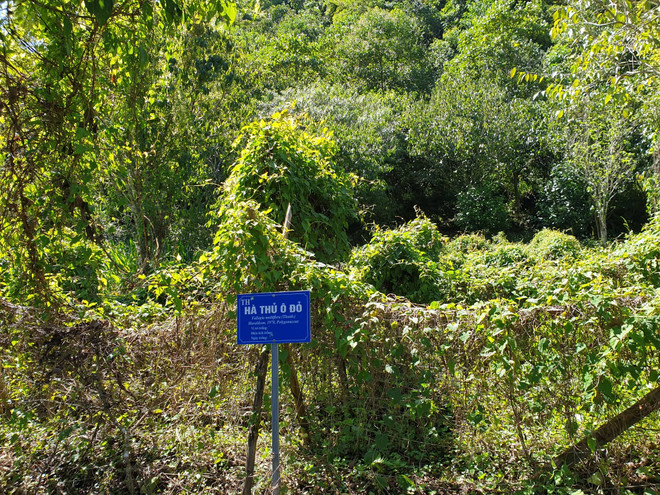 Đánh thức “kho vàng” dược liệu Việt để chăm sóc sức khỏe ảnh 3