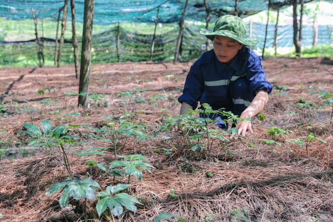 Đánh thức “kho vàng” dược liệu Việt để chăm sóc sức khỏe ảnh 2