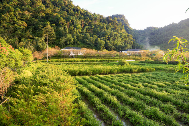 TH ‘trình làng’ 4 loại trà thảo dược nâng cao sức khỏe con người ảnh 3