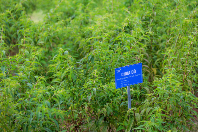 Đánh thức “kho vàng” dược liệu Việt để chăm sóc sức khỏe ảnh 4