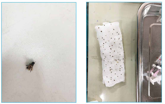 Cứu sống cụ ông 80 tuổi bị ong vò vẽ đốt hơn 100 nốt trên người ảnh 1