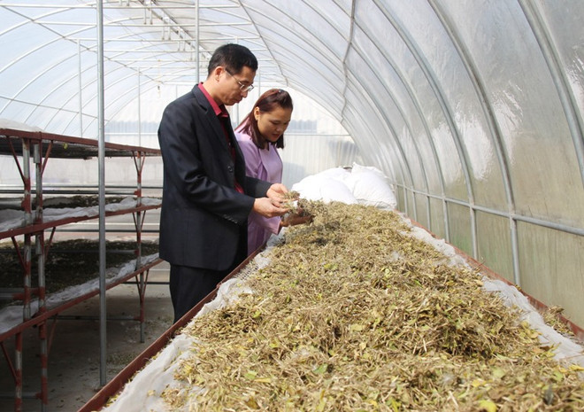 Đề xuất 3 danh mục dược liệu phải đăng ký lưu hành ở Việt Nam ảnh 1