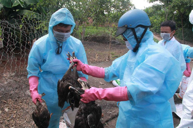 Bộ Y tế khuyến cáo nguy cơ về các virus cúm độc lực cao ảnh 1