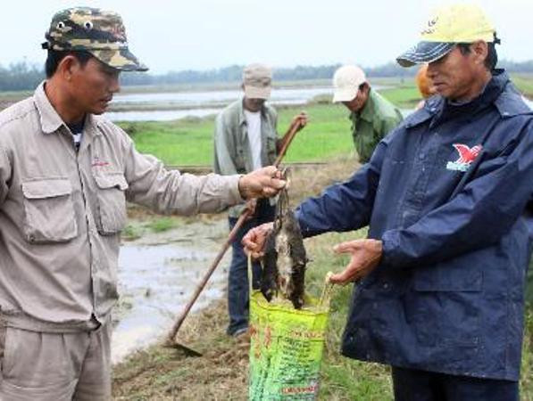 Diệt chuột và bọ chét để phòng, chống dịch hạch xâm nhập Việt Nam ảnh 1