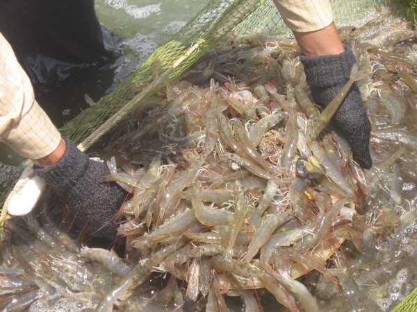 Khẩu phần ăn thiếu canxi của người Việt không đổi trong 25 năm ảnh 2