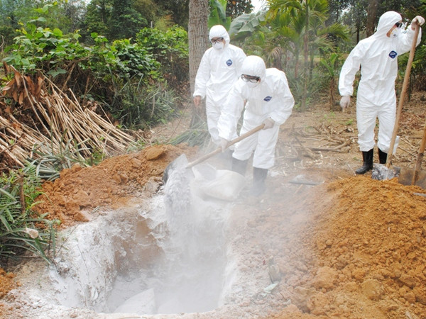 Ngăn chặn không để “Cái chết đen” xâm nhập vào Việt Nam ảnh 2