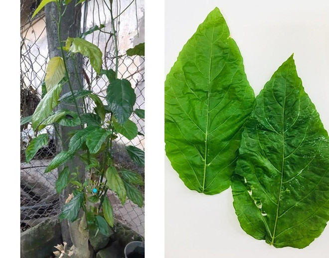 Dùng lá cây lộc mại chữa táo bón, bé gái 1 tuổi bị tan máu cấp ảnh 1