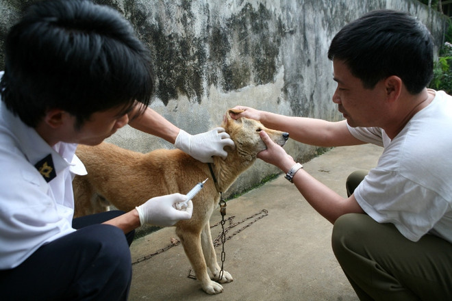 4 tháng đầu năm, có 18 trường hợp tử vong do bệnh dại ảnh 1