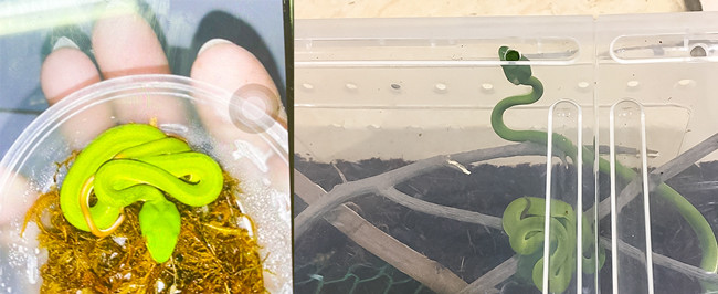 Mua rắn độc về làm thú cưng, bé trai ở Hà Nội nguy hiểm tính mạng ảnh 2