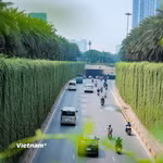 Hà Nội thí điểm tạo mảng xanh tại các khu vực trụ cầu, hầm chui 