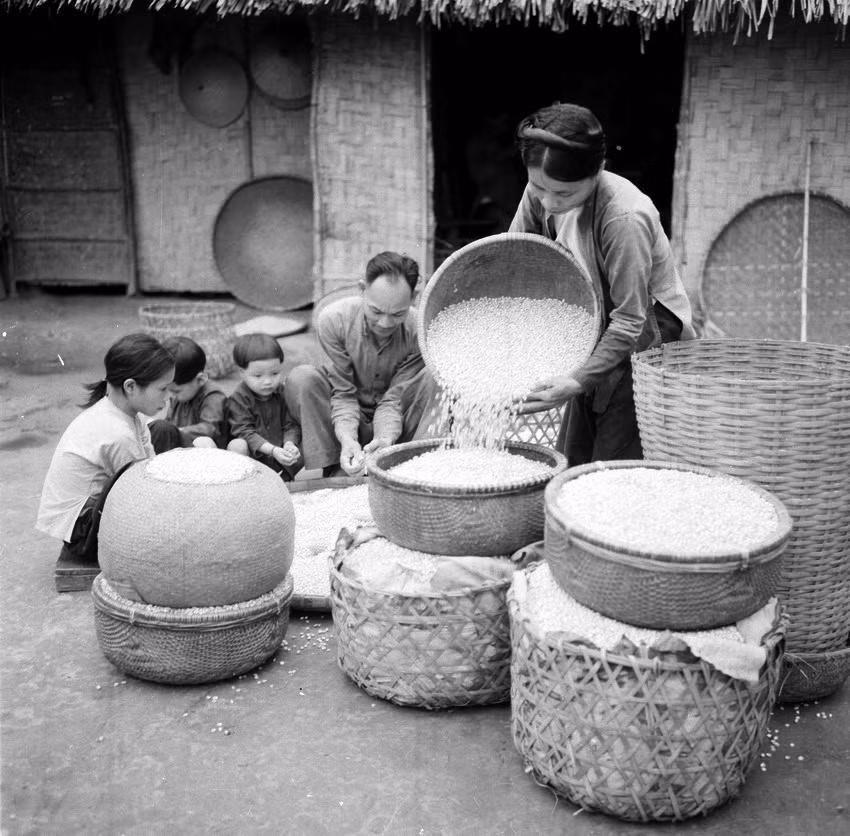 Gia đình xã viên hợp tác xã Phú Cường, huyện Thanh Thủy, tỉnh Phú Thọ bán ngô sống cho Nhà nước (tháng 5/1960). (Ảnh: Đức Như/TTXVN)