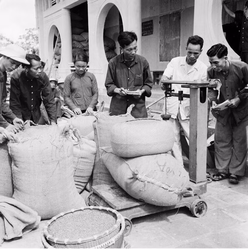 Xã viên các hợp tác xã thuộc huyện Ý Yên, tỉnh Nam Định cân đỗ nhập kho tại trạm thu mua Đống Cao (tháng 6/1963). (Ảnh: Quang Thành/TTXVN)
