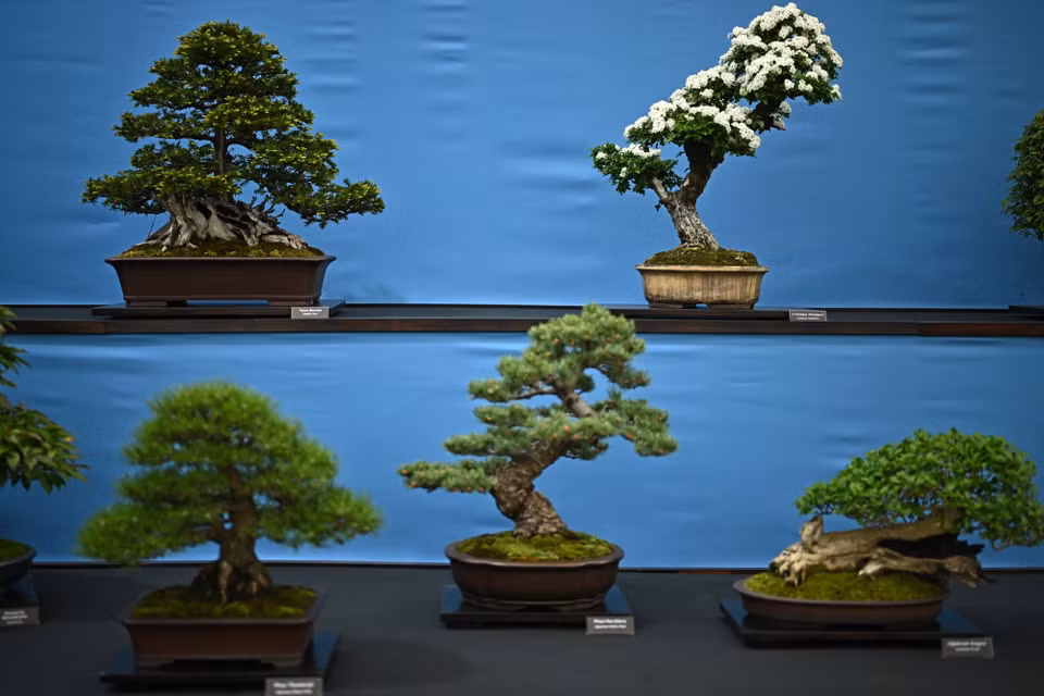 Triển lãm hoa thường niên danh giá nhất thế giới Chelsea Flower Show 2023. (Ảnh: THX/TTXVN)