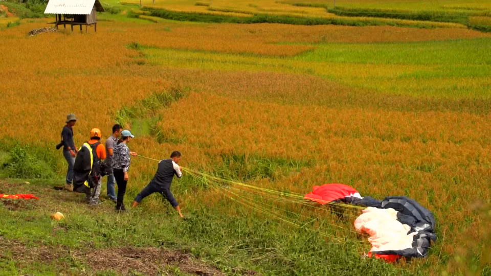 Cánh đồng lúa vàng óng trĩu bông đỡ bước chân phi công về bãi đáp. (Ảnh: Hoàng Hiệp/Vietnam+)