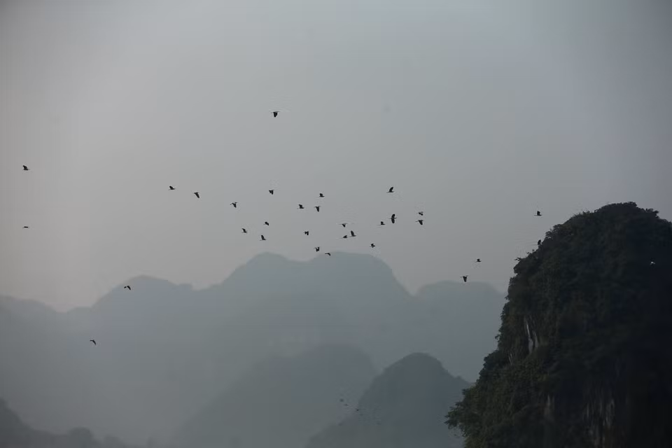 Nơi đây vẫn giữ được sự cân bằng hệ sinh thái nên cứ đến mùa là rất nhiều loài chim tìm về cư trú. (Ảnh: Xuân Mai/Vietnam+)