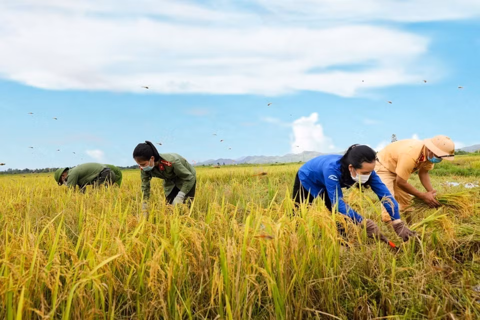Cán bộ, chiến sỹ công an huyện Hương Sơn phối hợp với huyện đoàn Hương Sơn (Hà Tĩnh) chung tay giúp nhân dân gặt lúa Hè Thu. (Ảnh: Dương Quân/TTXVN)