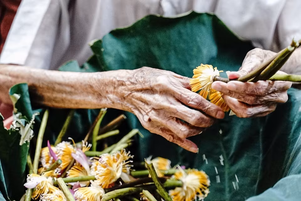Công đoạn lấy gạo sen được coi là khó nhất trong các bước làm trà sen, đòi hỏi người nghệ nhân phải nhanh tay, khéo léo để hạt gạo không nát, không bay mất hương thơm, giảm chất lượng của sản phẩm vẫn được lão nghệ nhân thực hiện tỉ mỉ. (Ảnh : Khánh Hòa/TTXVN)