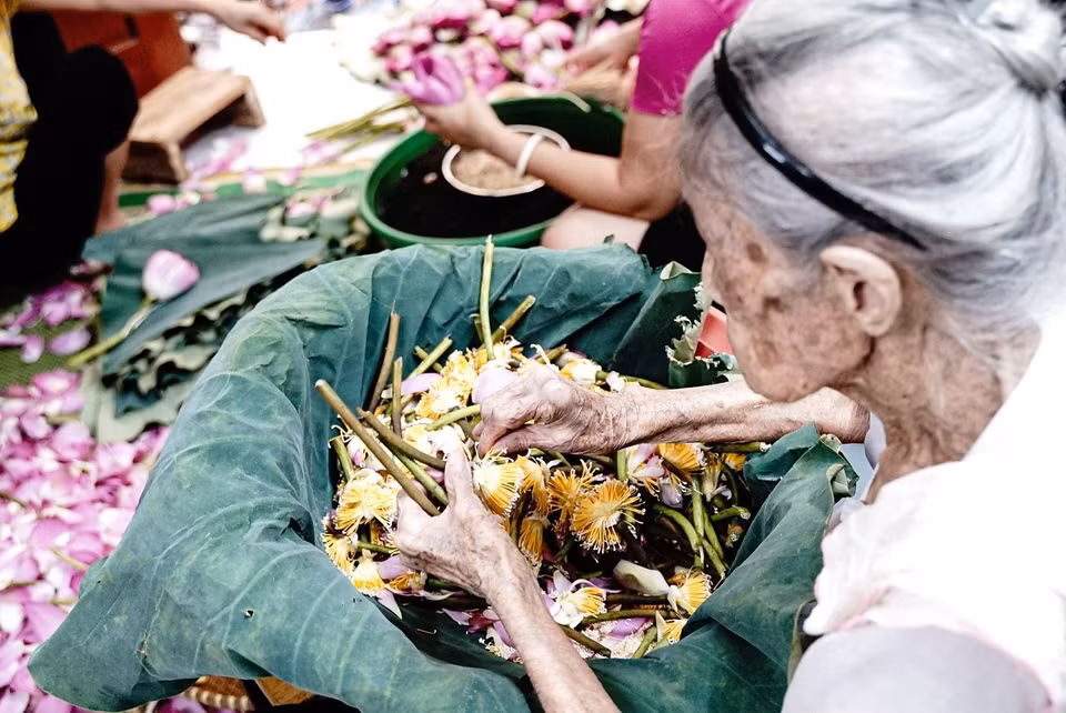 Công đoạn lấy gạo sen được coi là khó nhất trong các bước làm trà sen, đòi hỏi người nghệ nhân phải nhanh tay, khéo léo để hạt gạo không nát, không bay mất hương thơm, giảm chất lượng của sản phẩm vẫn được lão nghệ nhân thực hiện tỉ mỉ. (Ảnh: Khánh Hòa/TTXVN)