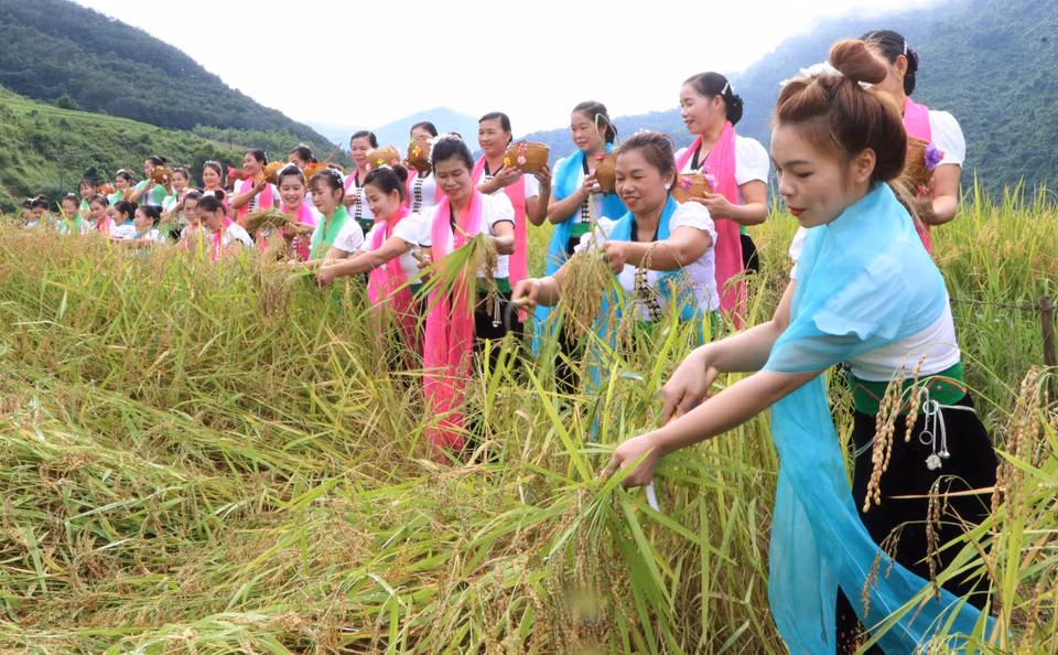 Nghi thức hái lúa trên cánh đồng. (Ảnh: Nguyễn Oanh/TTXVN)