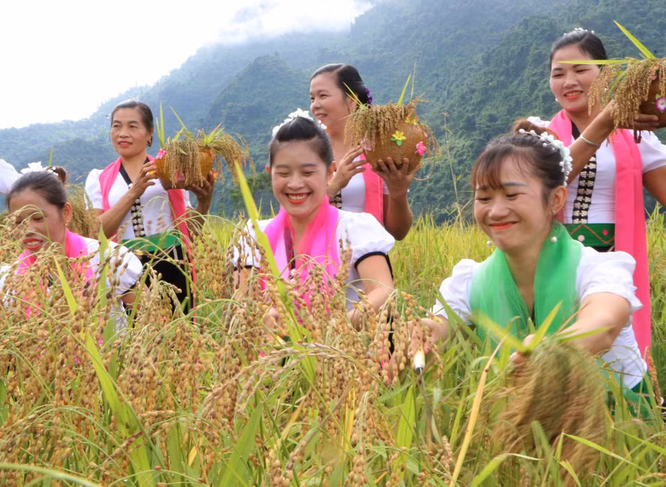 Phụ nữ Thái vui vẻ khi hái lúa, biểu hiện cho mùa màng tươi tốt, bội thu. (Ảnh: Nguyễn Oanh/TTXVN)
