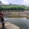 Gia đình Bà Đỗ Thị Minh Lơ, thôn Minh Thượng,xã Bắc Quang phải tát cạn ao và ngừng thả cá. (Ảnh: Đức Thọ/TTXVN)