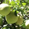 Bưởi thanh trà ở phường Thủy Xuân, thành phố Huế. (Ảnh: Nguyên Lý/TTXVN)