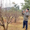 Nghề trồng đào mang lại hiệu quả kinh tế cao hơn hẳn so với các cây trồng khác. (Ảnh: Nguyễn Chinh/TTXVN)