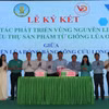 Viện Lúa Đồng bằng sông Cửu Long và Công ty TNHH Tập đoàn Vương Đình ký kết hợp tác cùng phát triển sản xuất khoảng 200.000ha lúa OM19 tại Đồng bằng sông Cửu Long nhằm xây dựng thương hiệu “Gạo Cần Thơ”. (Ảnh: Thu Hiền/TTXVN)