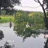Vườn cây của các hộn dân tại ấp Tân Rú, xã Hồ Tràm ngập sâu trong nước, ảnh chụp ngày 15/11. (Ảnh: Hoàng Nhị/TTXVN.)