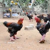 Xã Đông Tảo hiện có khoảng 1,5 vạn con gà thương phẩm, phục vụ thị trường Tết Nguyên đán 2025. (Ảnh: Mạnh Khánh/TTXVN)
