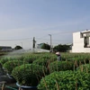 Người dân chăm sóc hoa Tết tại làng hoa Kim Dinh. (Ảnh: Hoàng Nhị/TTXVN)