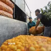 Vận chuyển quả mơ bị mưa đá làm rụng để mang đi tiêu thụ cho nhân dân bản Tòng Xét, phường Chiềng An (Sơn La). (Ảnh: Trọng Đạt/TTXVN)