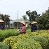 Chăm sóc hoa Tết ở Hợp tác xã Tân Long A, xã Phong Điền (Cần Thơ). (Ảnh: Thu Hiền/TTXVN)